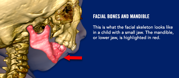 Facial bones and mandible