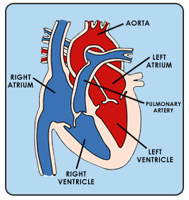 Coarctation of the aorta