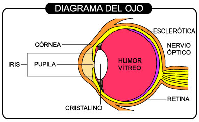 Diagrama del ojo