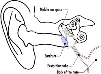 a diagram of the ear showing the middle ear space, eardrum, eustachian tube and back of the nose