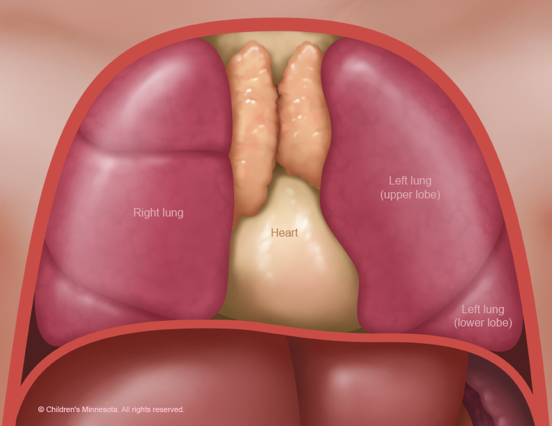 Normal anatomy of a baby’s lungs, with five separate lobes