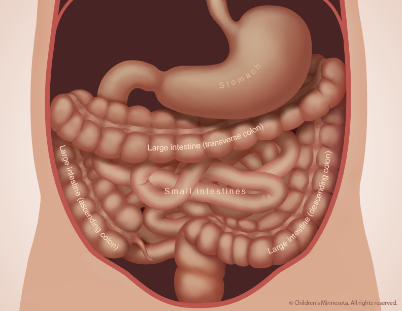 Figure 1 - During normal fetal development, the small and large intestines remains unobstructed