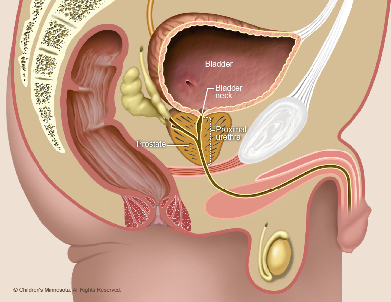 Normal urinary anatomy; Children's MN Midwest Fetal