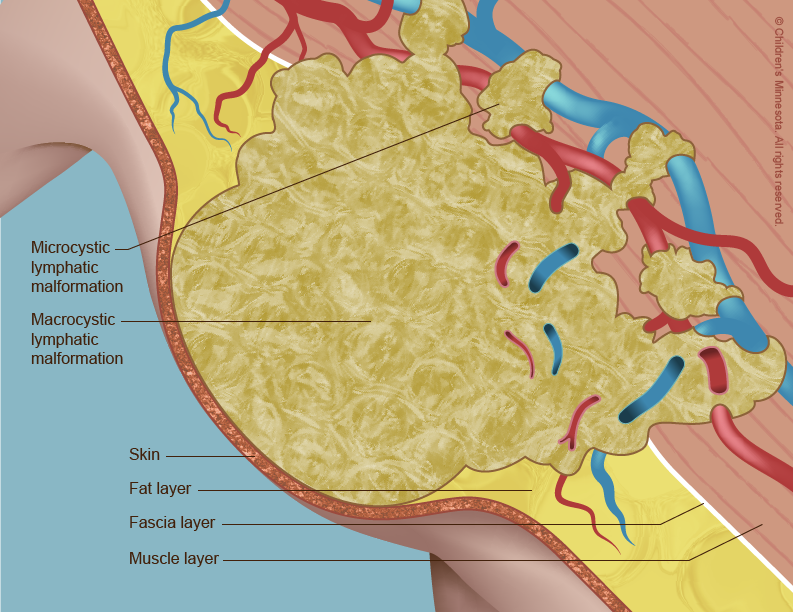 Name Of Muscles Under Armpit Human Anatomy