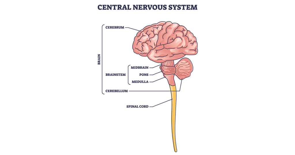 Diagram of the central nervous system