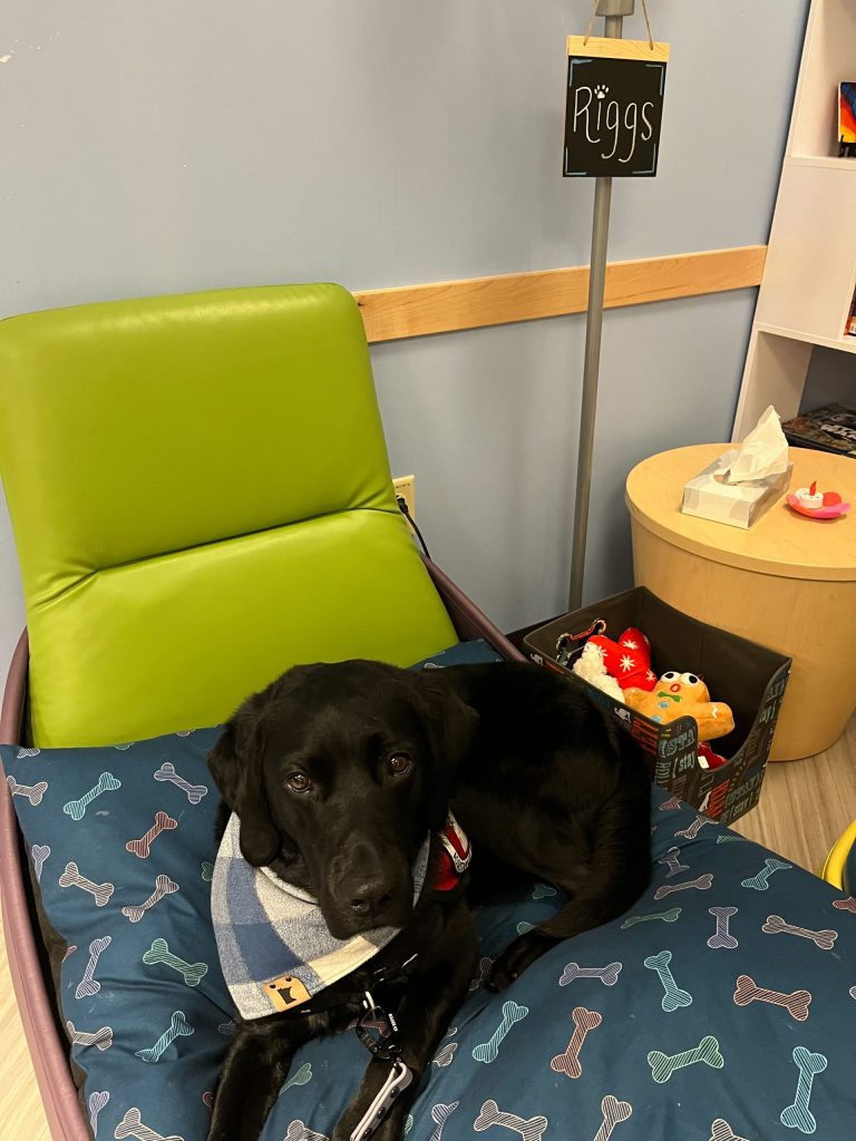 Medical dog, Riggs, in his chair in the CTED dining room.
