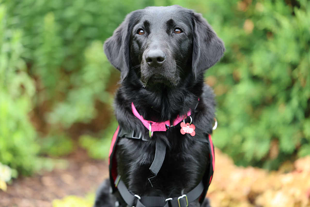 black dog with a red collar