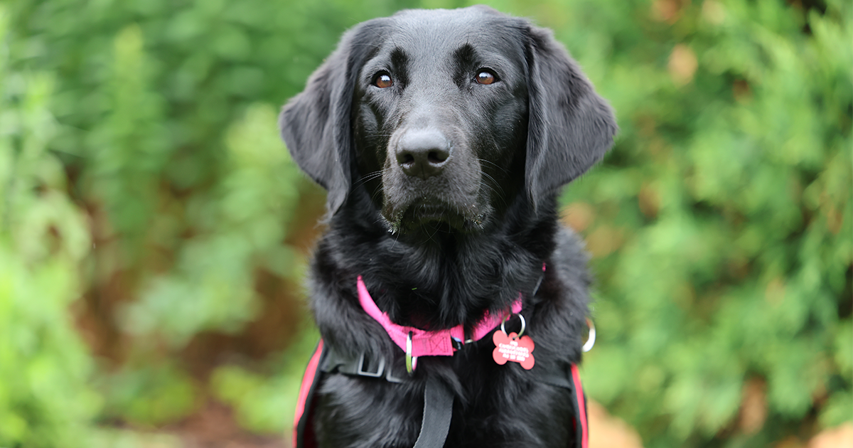 New medical dog at Children’s Minnesota enhances mental health support for kids