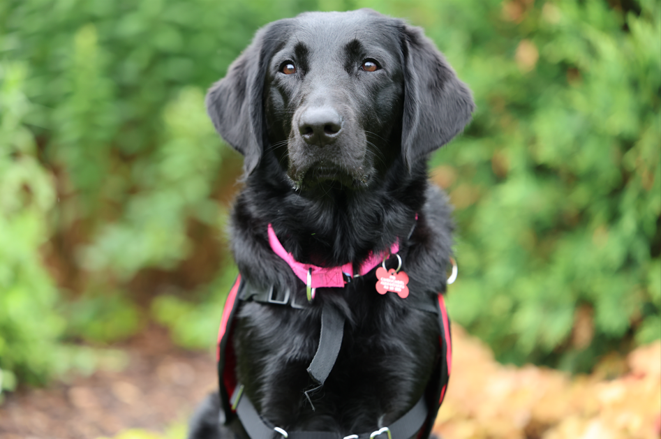 Black dog with pink collar outside in the grass