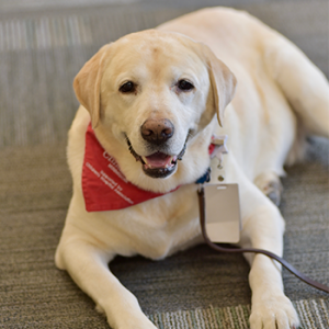 Pets Assisting with Healing volunteer dog