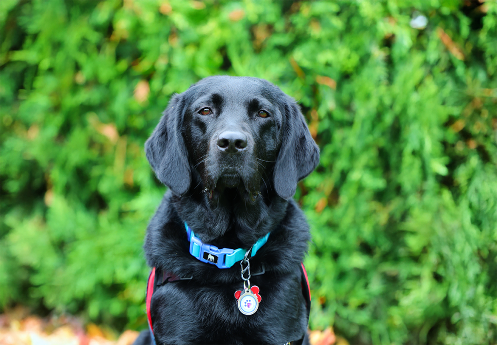 black dog with a blue collar