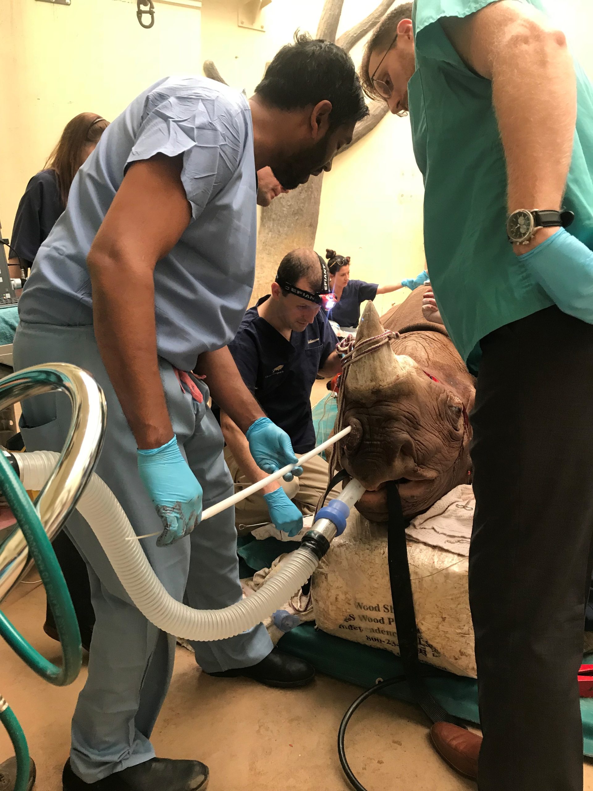 Children's Minnesota ENT team operating on rhino