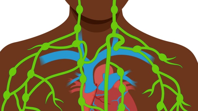 How the Lymphatic System Works