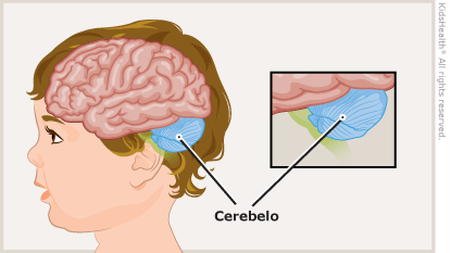 cerebellum