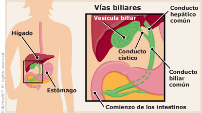 Vías biliares