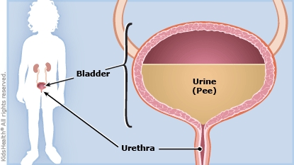 urinary tract