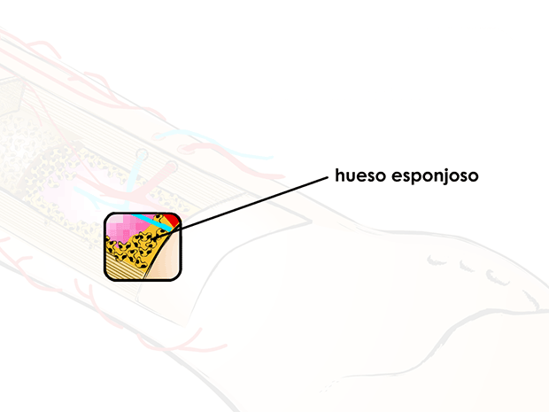 Hueso cancelosoEste tipo de hueso está ubicado en el interior del hueso compacto. Se asemeja a una esponja y sus orificios están llenos de médula.
