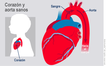 Healthy Heart and Aorta