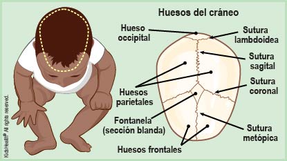 Se muestran los huesos del cráneo, la fontanela (sección blanda) y las suturas craneales de un niño.
