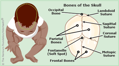 Neuroscience For Kids - The Skull