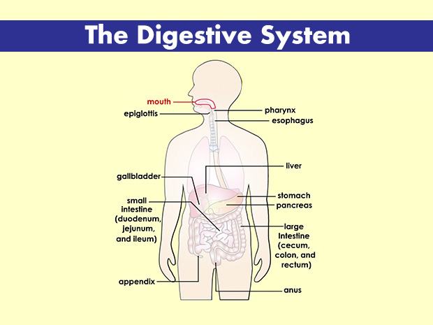 The mouth is where the digestive tract begins. Enzymes released into the mouth start the process of digestion.