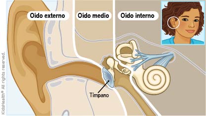 Ilustración del oído que muestra el tímpano. La timpanoplastia es una cirugía para reparar una perforación en el tímpano, de la manera que se describe en el artículo.
