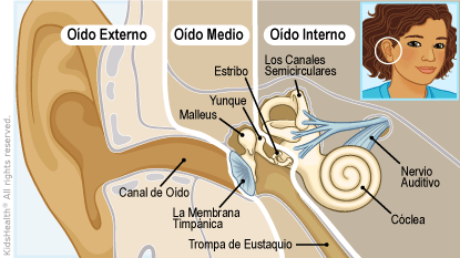 ear anatomy illustration