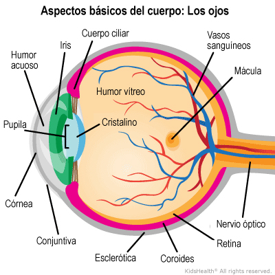 Illustration: eye anatomy