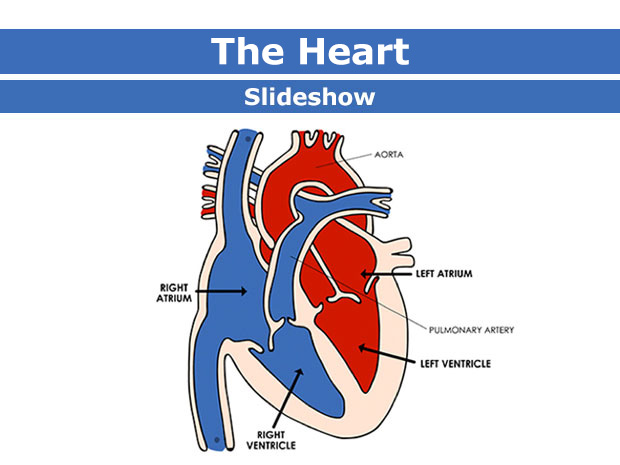 assignment on heart slideshare