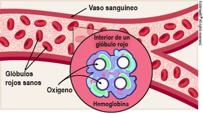 Diagrama que muestra un vaso sanguíneo con glóbulos rojos sanos y el oxígeno y la hemoglobina dentro de cada glóbulo rojo, de la manea que se indica en el artículo.