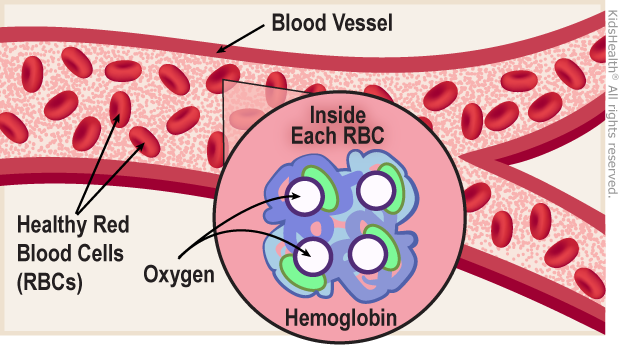 hemoglobin illustration