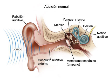 Figura que muestra las partes del oído humano