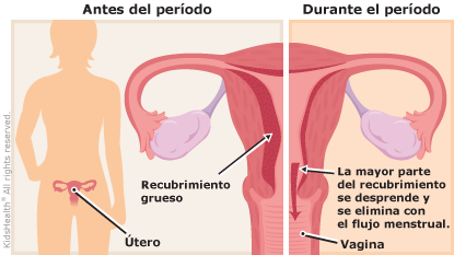 Illustration: menstrual system