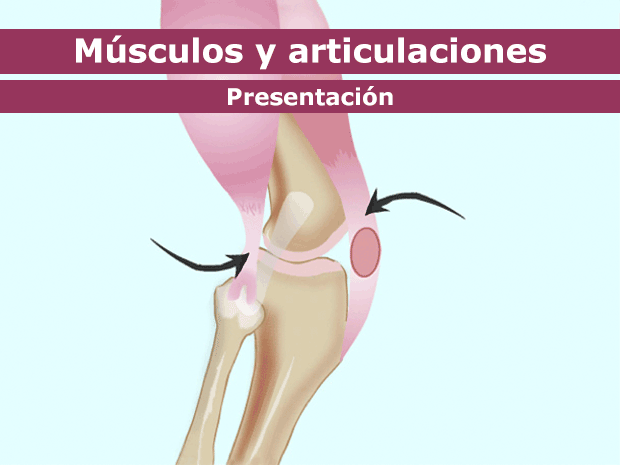 El cuerpo humano tiene más de 600 músculos. Hacen de todo: desde bombear sangre por todo el cuerpo hasta ayudarnos a levantar cosas pesadas.Haz clic para recorrer esta presentación y obtener más información acerca de los músculos y las articulaciones.