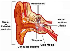 Ear graphic in Spanish 2