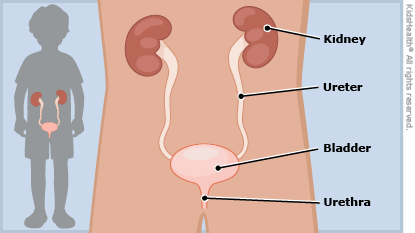 The urinary system is shown