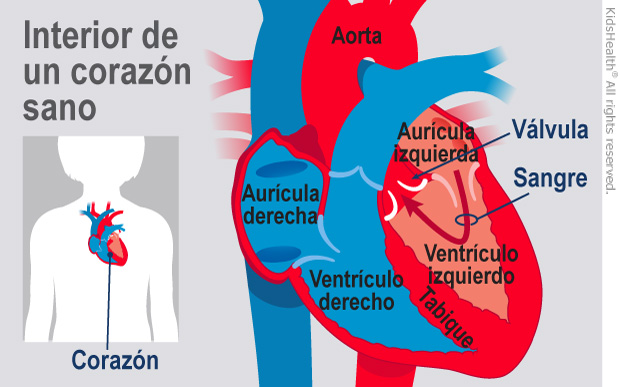 El Corazón Y El Sistema Circulatorio