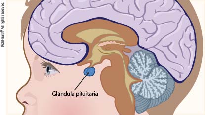La ilustración muestra el cerebro y la glándula pituitaria, un pequeño órgano endocrino en la base del cerebro, de la manera que se indica en el artículo.