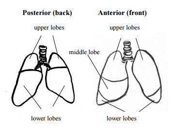 chest physiotherapy cpt