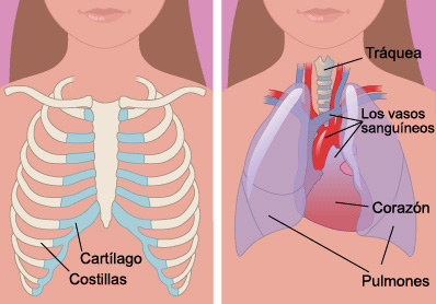 Radiografia: torax