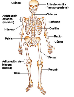 Los huesos del esqueleto
