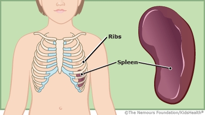 A view of the spleen protected by the ribcage.