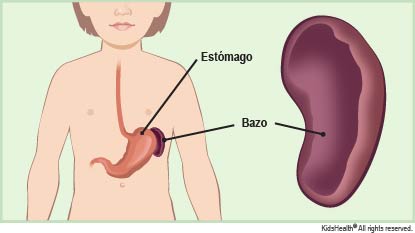 Diagrama que muestra la ubicación del bazo en la parte superior izquierda del abdomen, a la izquierda y detrás del estómago.