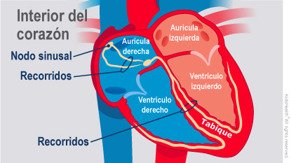 Interior del corazón