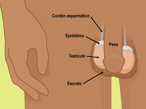 Elije un momento adecuado para hacer la exploración. Es mejor hacerla durante o justo después de un baño o de una ducha caliente.El escroto (la piel que recubre los testículos) está más relajada en ese momento, lo que facilita la detección de bultos en los testículos.Los bultos pueden ser tan pequeños como un granito de arroz o un guisante.