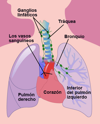 Tomografia computada: toracica