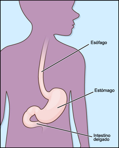 Radiografia tracto gastrointestinal superior