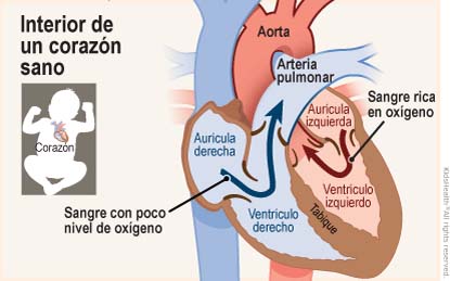 Se muestran dos ilustraciones. La primera muestra la posición del corazón en el cuerpo y la segunda muestra un corte transversal de un corazón sano. La sangre rica en oxígeno fluye desde la aurícula izquierda hacia el ventrículo izquierdo y luego se dirige hacia la aorta, mientras que la sangre pobre en oxígeno fluye desde la aurícula derecha hacia el ventrículo derecho y, a través de una válvula, se dirige hacia la arteria pulmonar. 