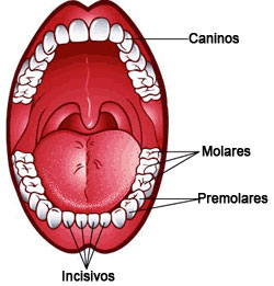 Your Teeth Spanish