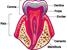 Your Teeth Spanish 2